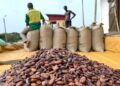 ‘Absurd, Shameful, Unfair, Stab In The Back’: Minority Slams Gov’t Over Cocoa Price