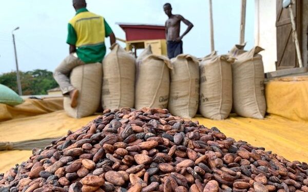 ‘Absurd, Shameful, Unfair, Stab In The Back’: Minority Slams Gov’t Over Cocoa Price