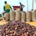 ‘Absurd, Shameful, Unfair, Stab In The Back’: Minority Slams Gov’t Over Cocoa Price