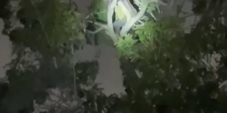 Man ‘perches’ on treetop at Busia roundabout to avoid arrest over attempt to steal billboard banner