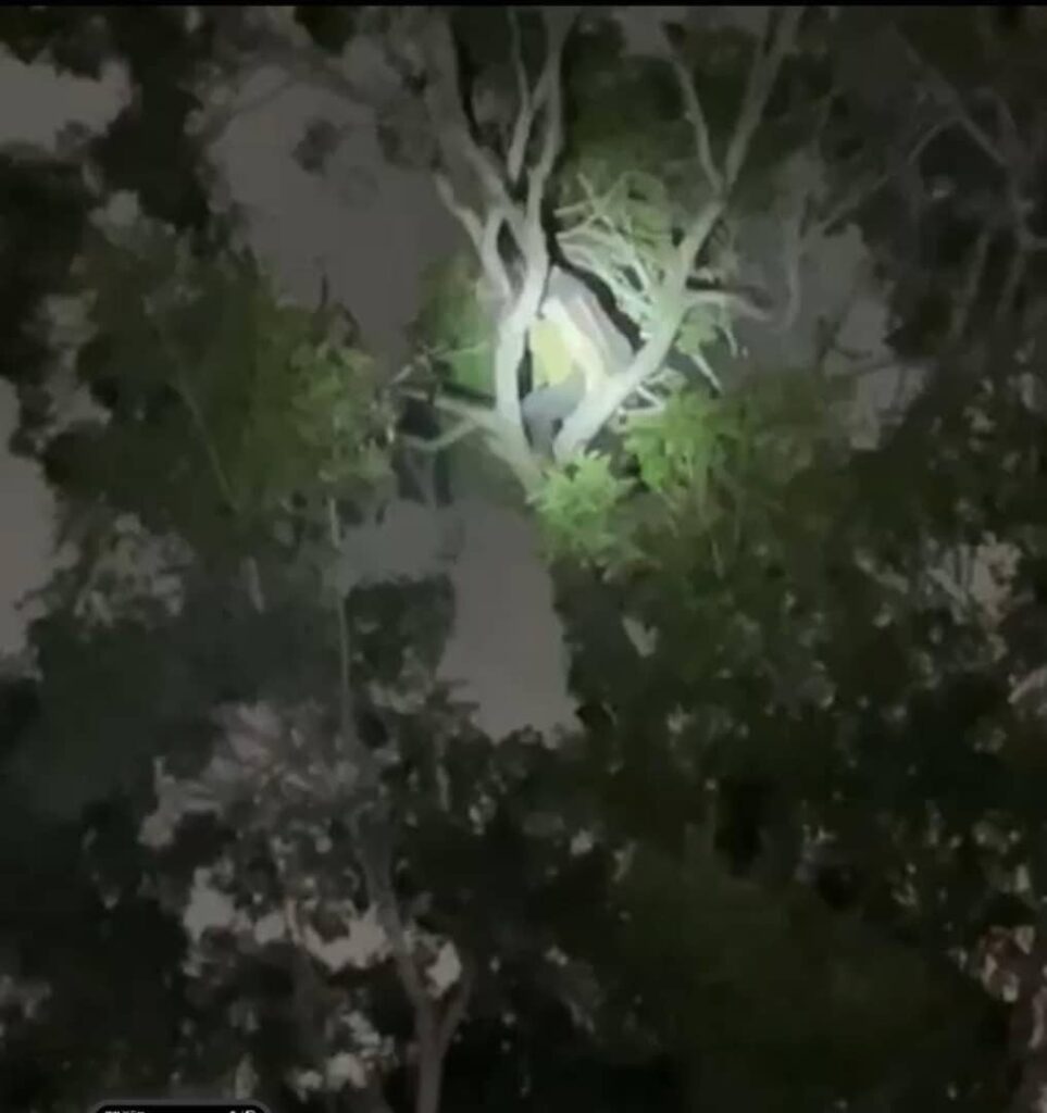 Man ‘perches’ on treetop at Busia roundabout to avoid arrest over attempt to steal billboard banner