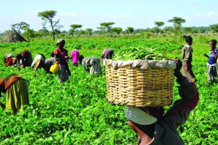 Ghana Maritime Authority ties port success to agricultural output