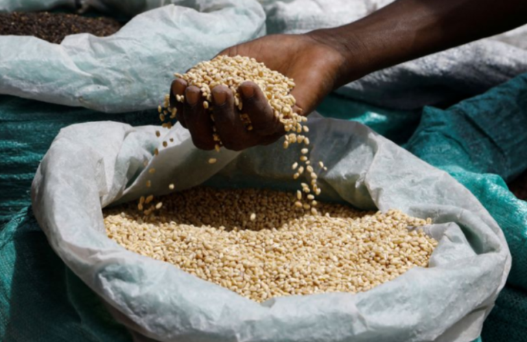 Ghanaian farmers still struggling to sell surplus grains – AGRA Food Security Monitor Report