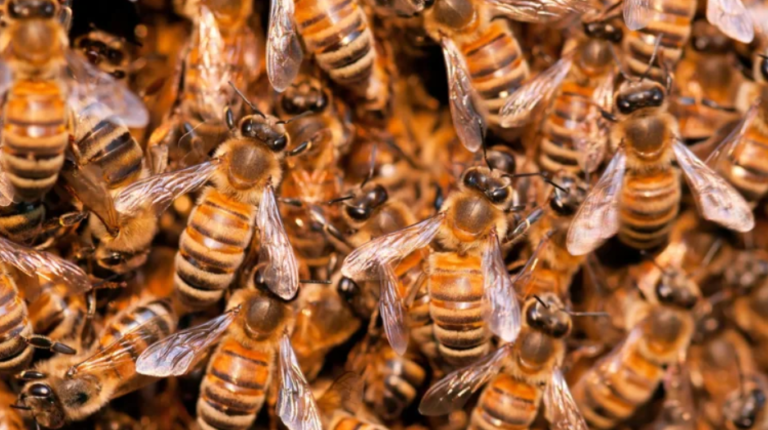 Tragedy in Agona Swedru as three-year-old boy dies in bee attack